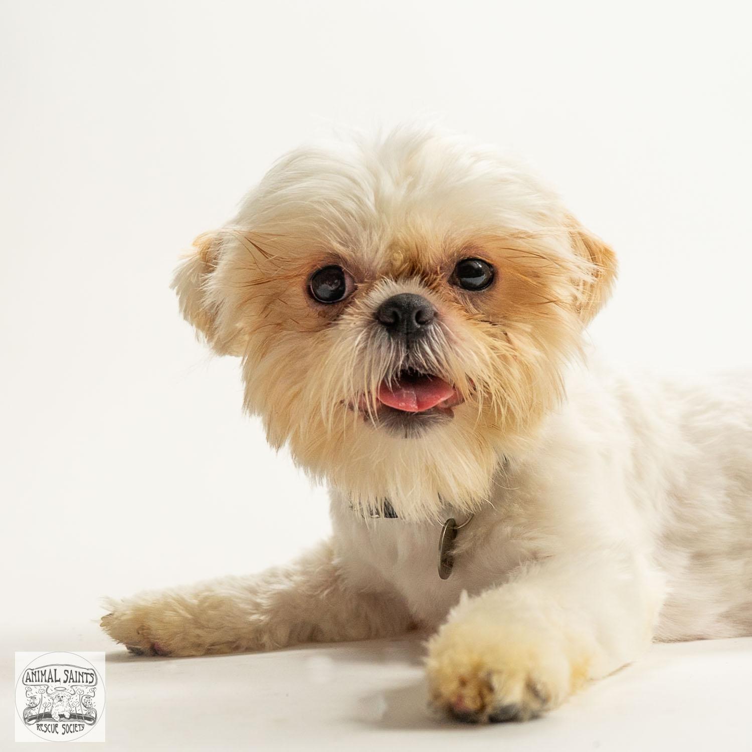 Enlarge Lizzy, a Adopted mixed breed in Fort Montgomery, NY image 2/6