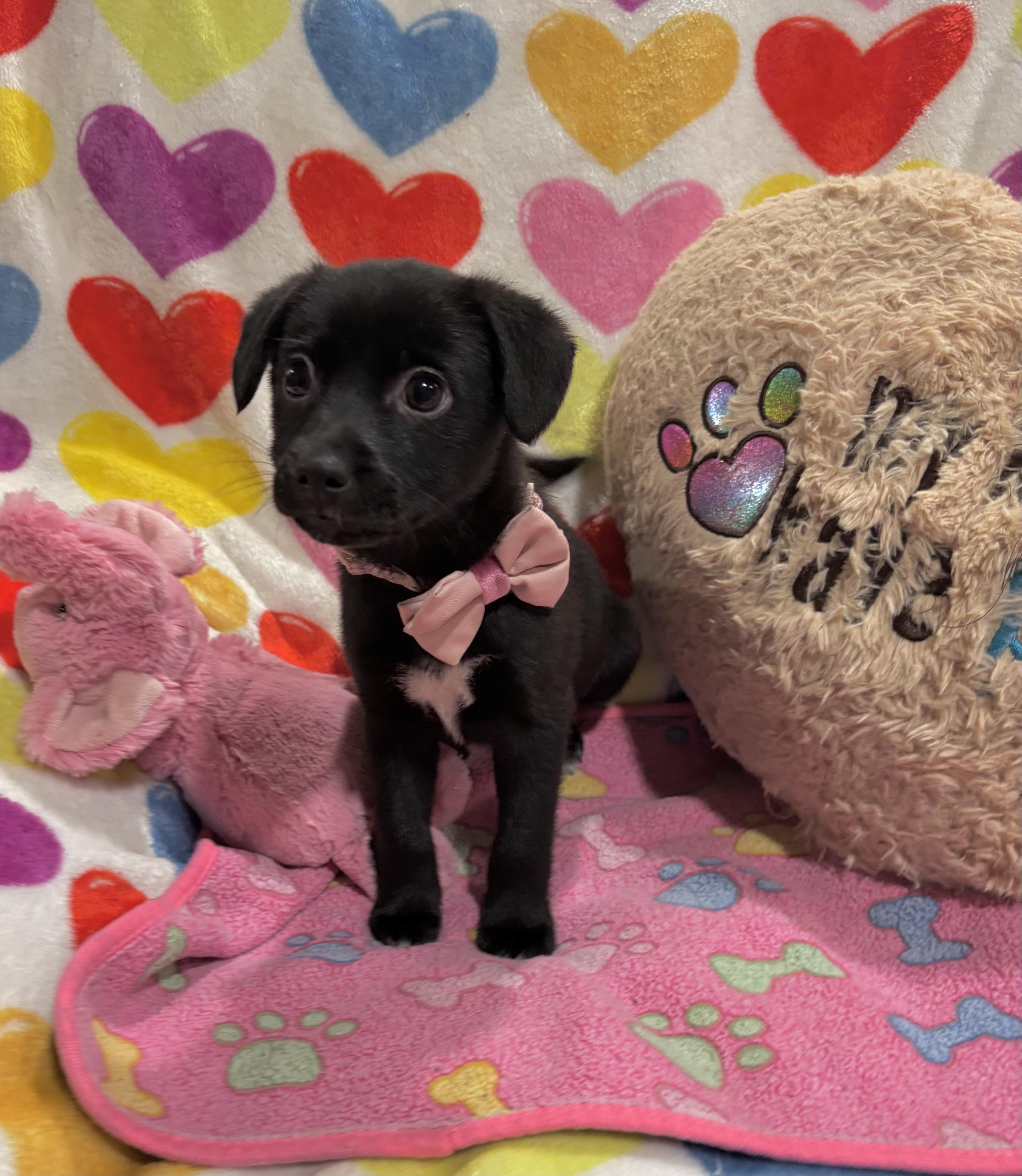 Enlarge Kona, a ADOPTABLE mixed breed in Foster, OR image 3/6