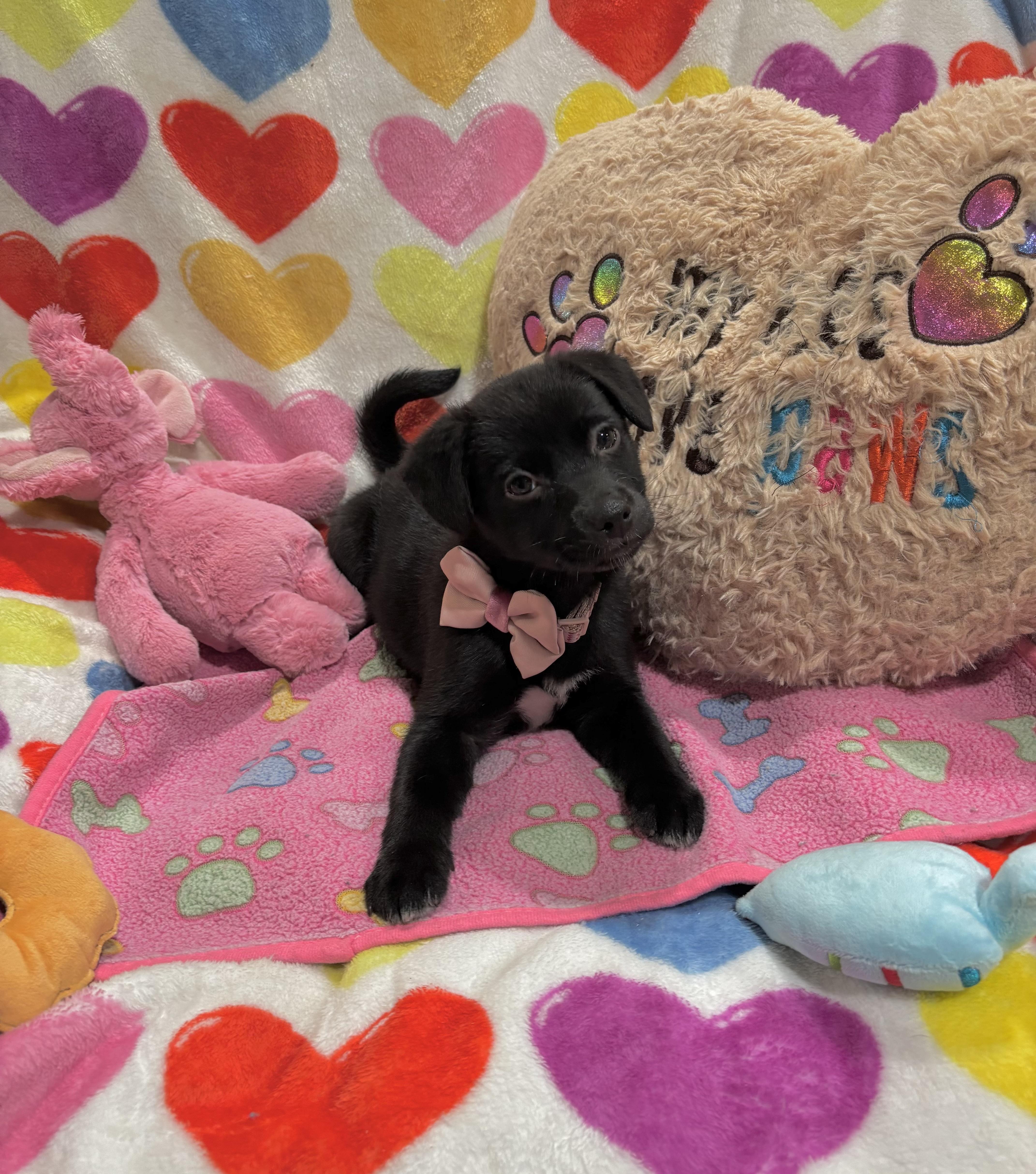 Kona, ADOPTABLE, Puppy Female Shepherd & Corgi.