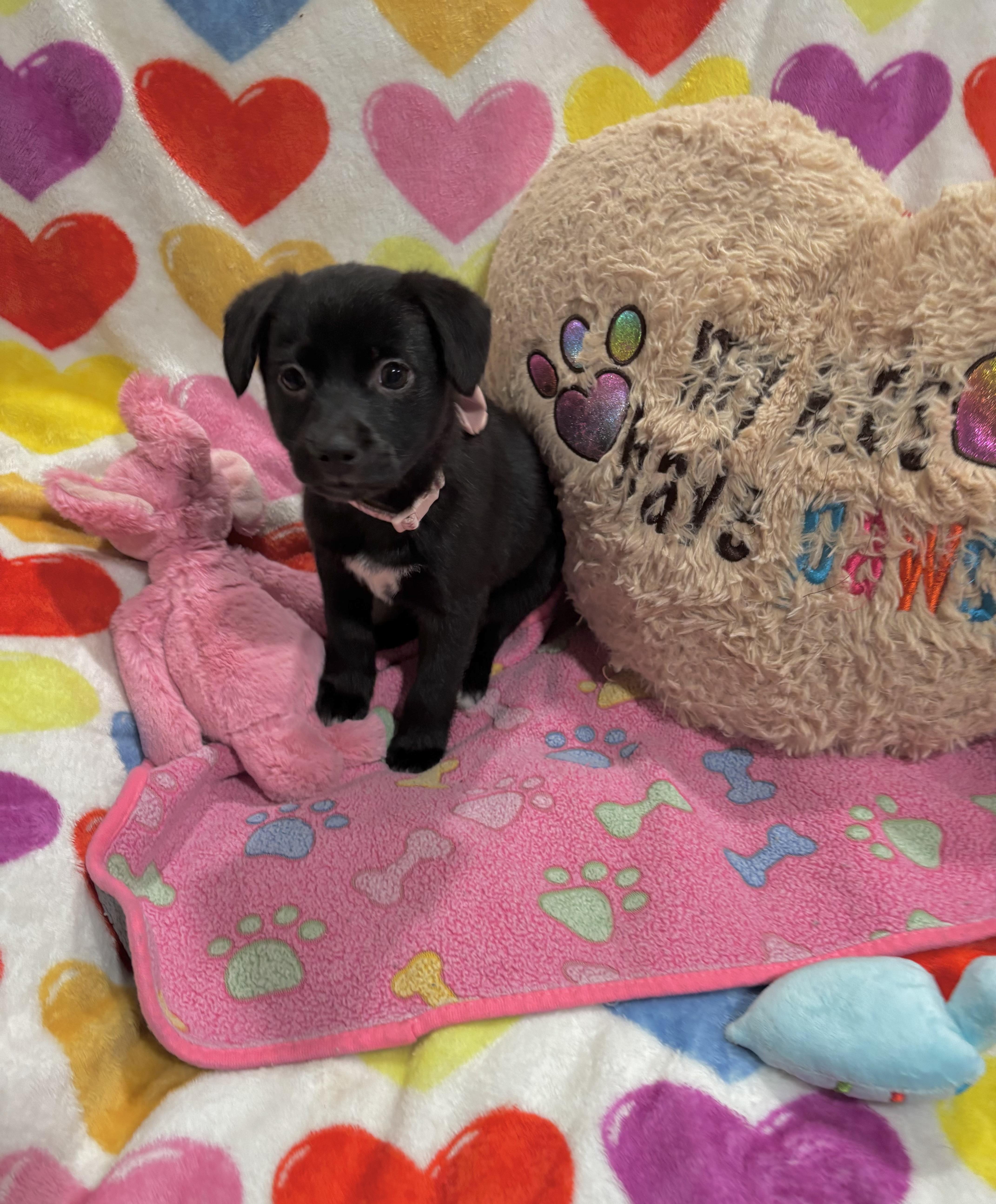 Enlarge Kona, a ADOPTABLE mixed breed in Foster, OR image 6/6