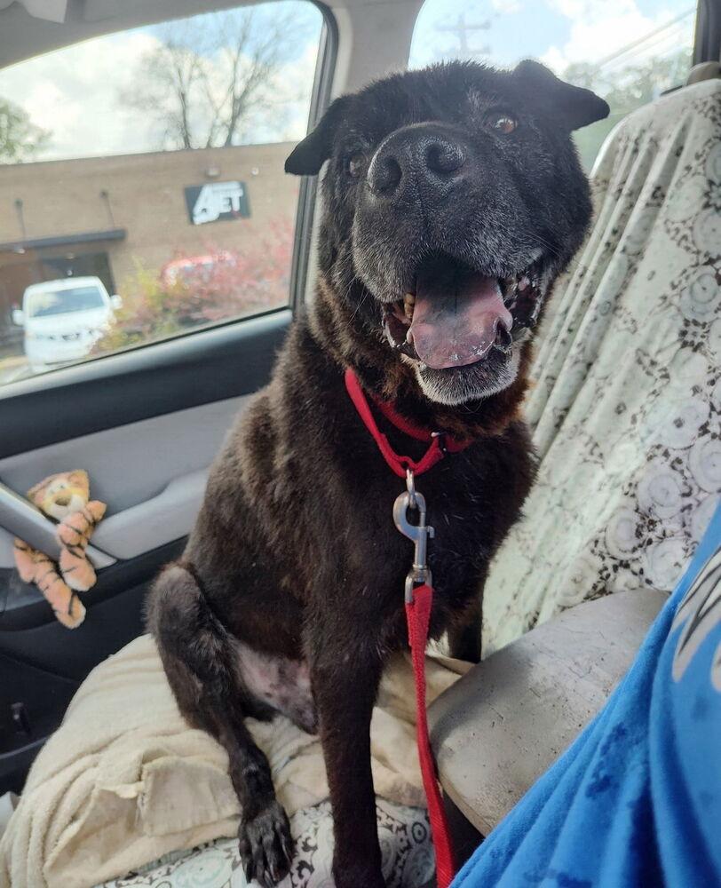Zeus, Adoptable, Senior Male Shar-Pei.
