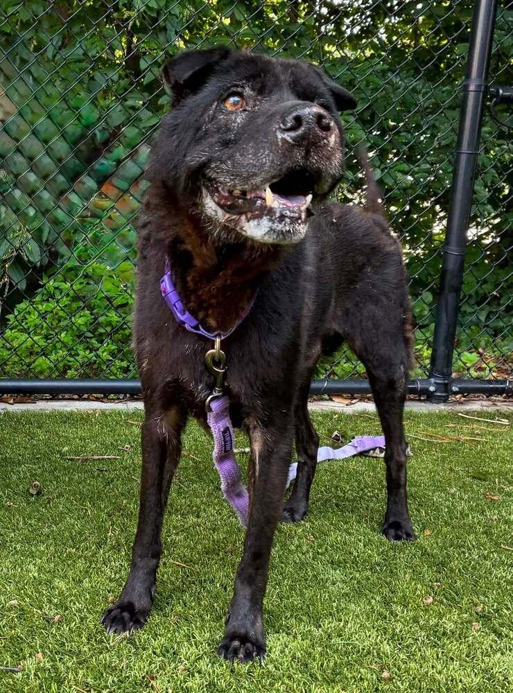 Enlarge Zeus, a Adoptable mixed breed in Raleigh, NC image 2/3