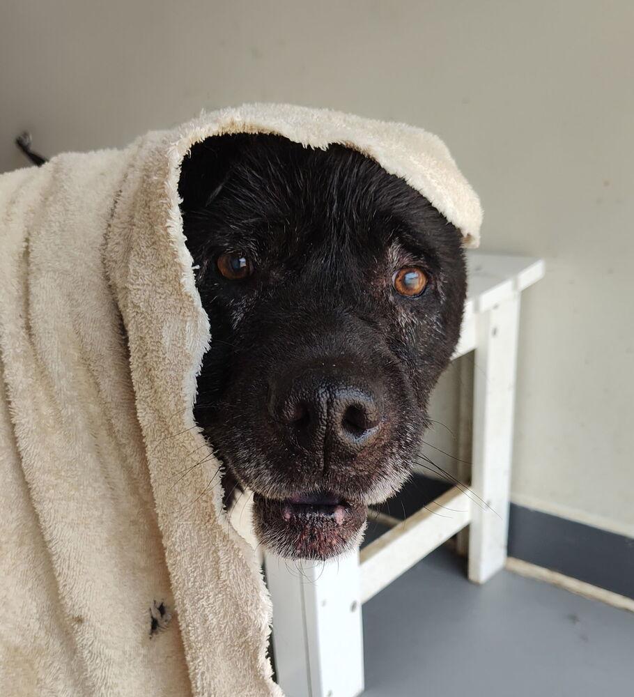 Enlarge Zeus, a Adoptable mixed breed in Raleigh, NC image 3/3