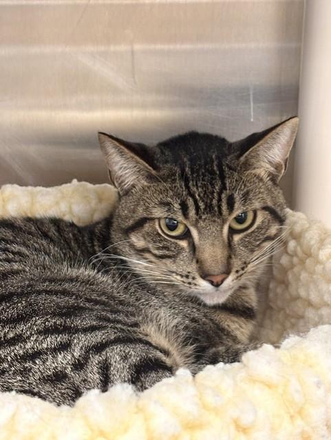Enlarge WIGGLES, a Adoptable Domestic Short Hair in Fremont, CA image 1/1