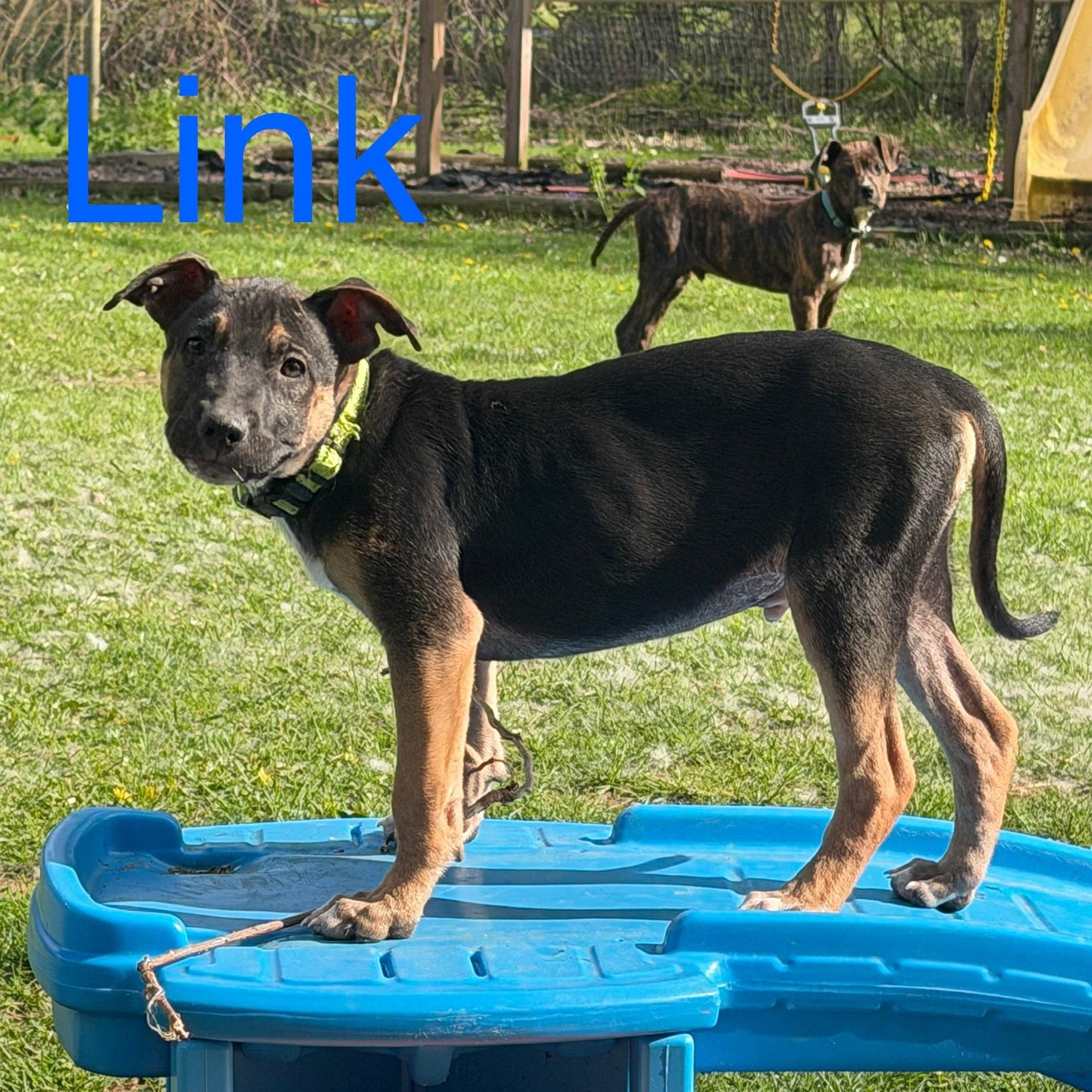 Link, adopted, Puppy Male German Shepherd Dog.