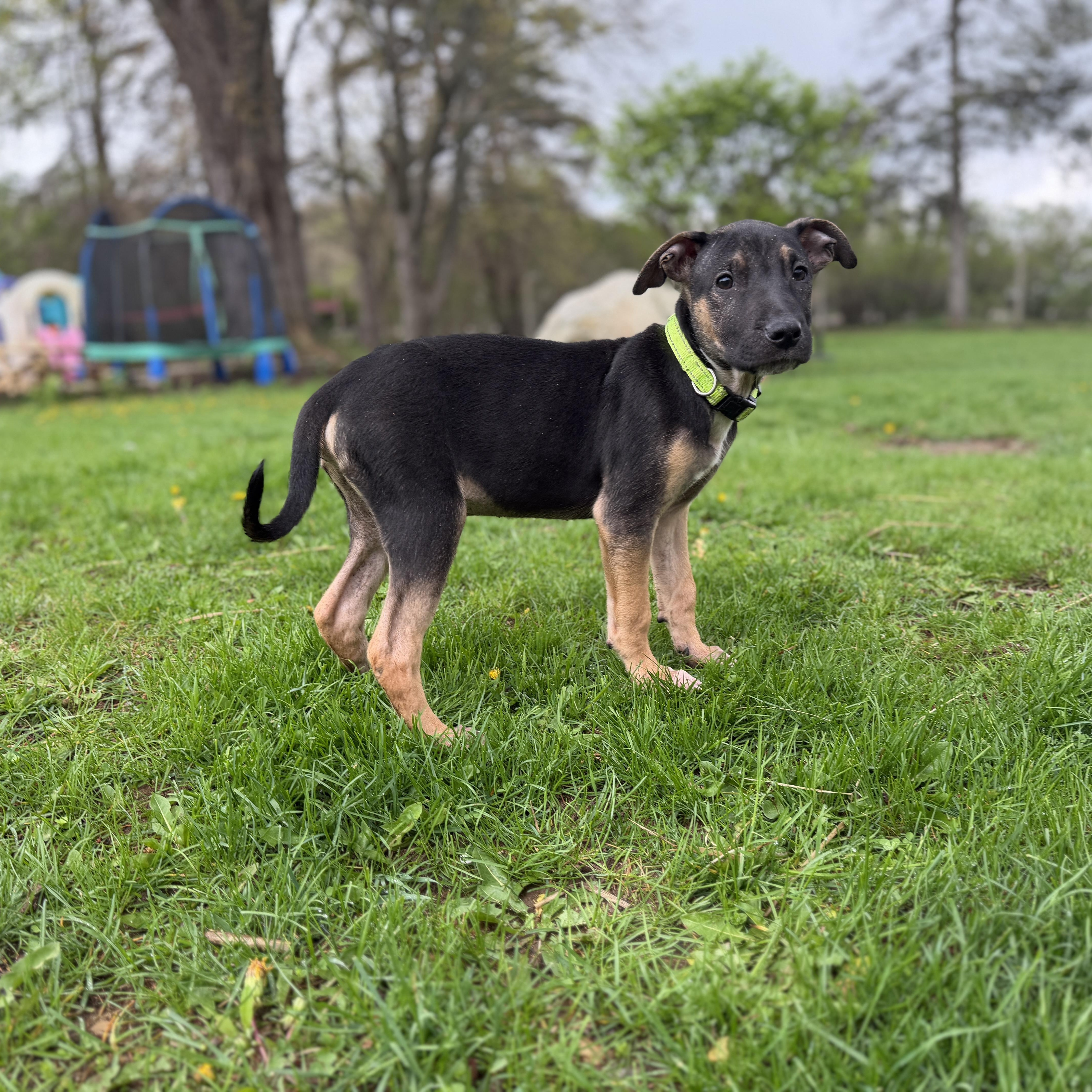 Enlarge Link, an adopted mixed breed in Davisburg, MI image 2/3