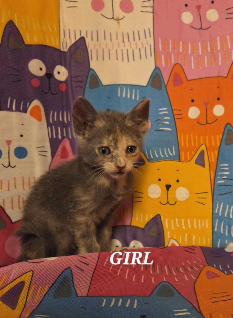 Princess Cadence, Adoptable, Young Female Domestic Short Hair.