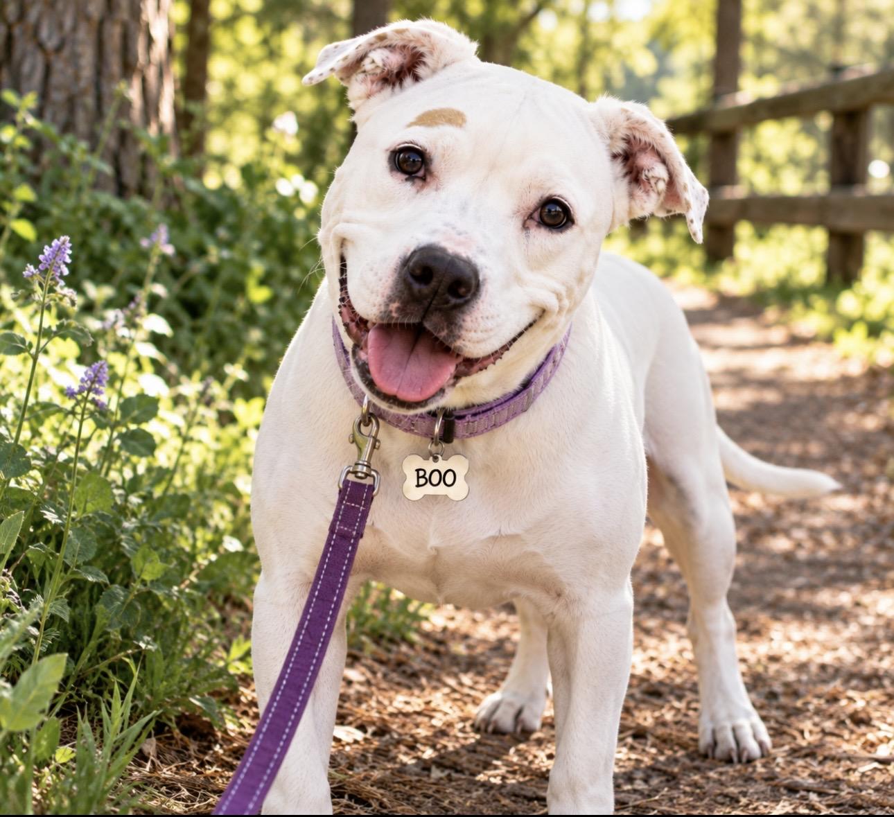 Enlarge Boo, a Adoptable Pit Bull Terrier in CUMMING, GA image 2/5