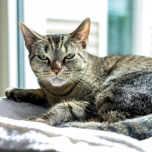 Enlarge MISSY, a Adoptable Domestic Short Hair in Methuen, MA image 1/1