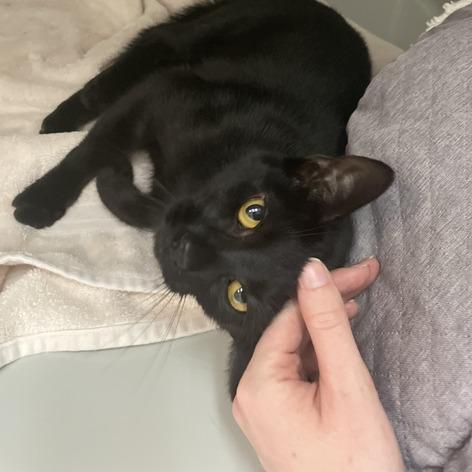 Plutonium, a Adoptable Domestic Short Hair in Enfield, NH image 1/5