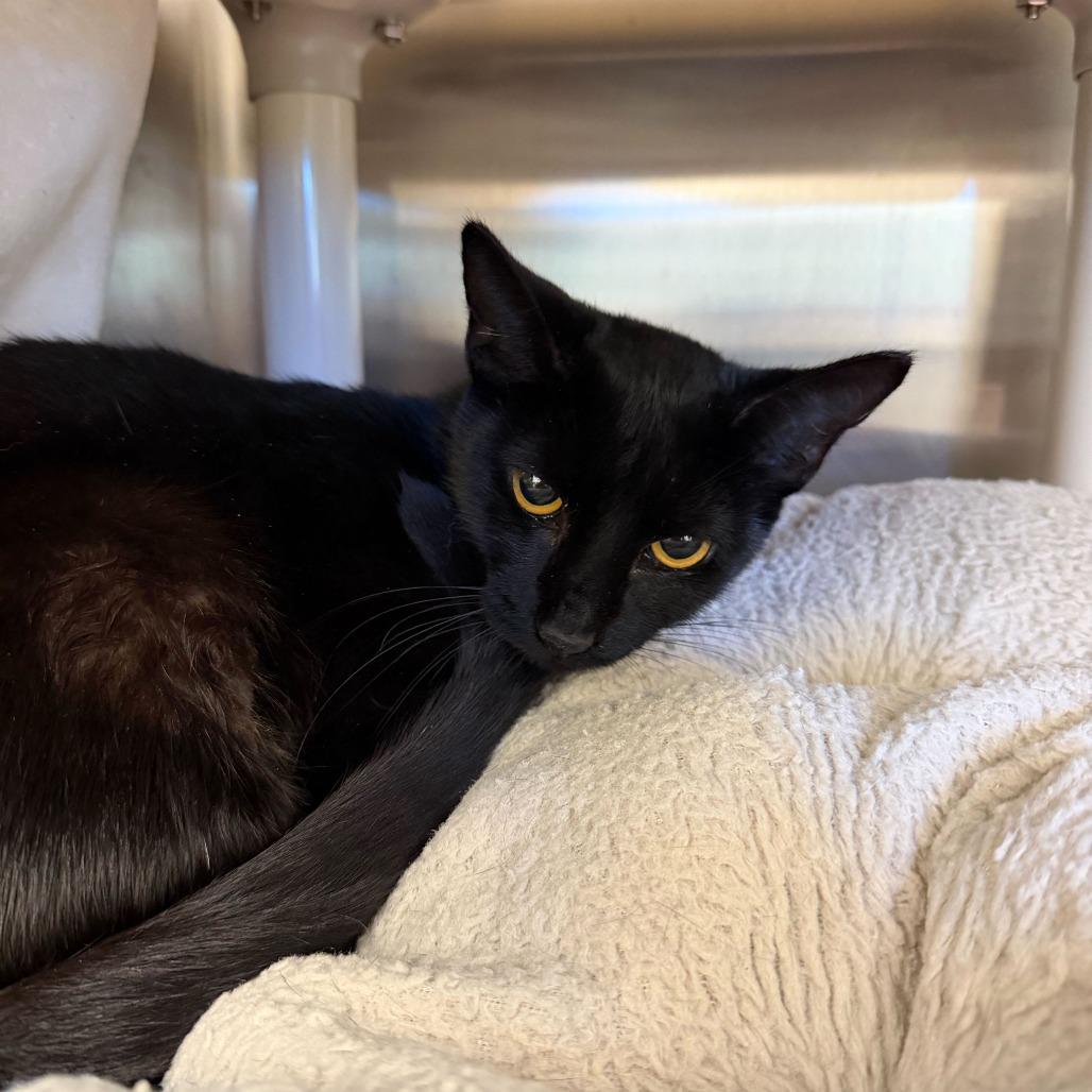 Plutonium, a Adoptable Domestic Short Hair in Enfield, NH image 2/5