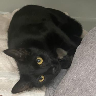 Plutonium, a Adoptable Domestic Short Hair in Enfield, NH image 3/5
