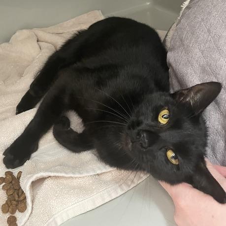 Plutonium, a Adoptable Domestic Short Hair in Enfield, NH image 4/5