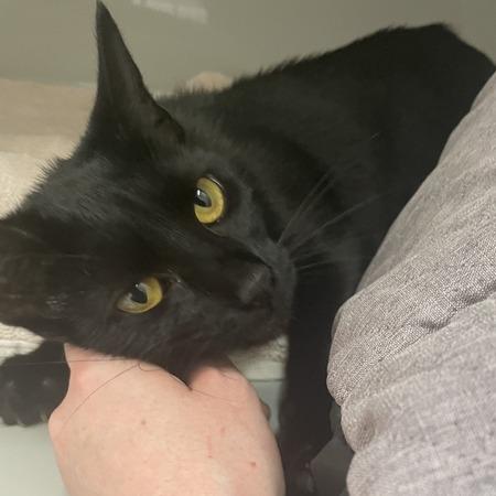 Plutonium, a Adoptable Domestic Short Hair in Enfield, NH image 5/5