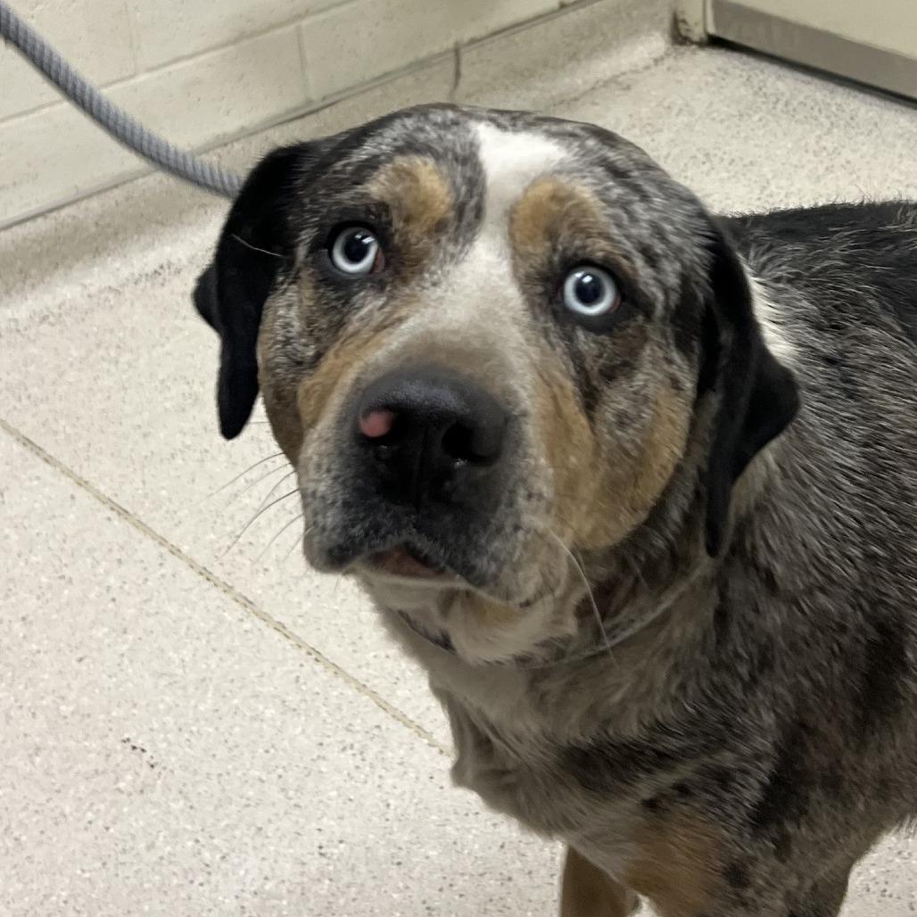 Enlarge Gorda, a Adoptable Mixed Breed in Murray, UT image 1/2