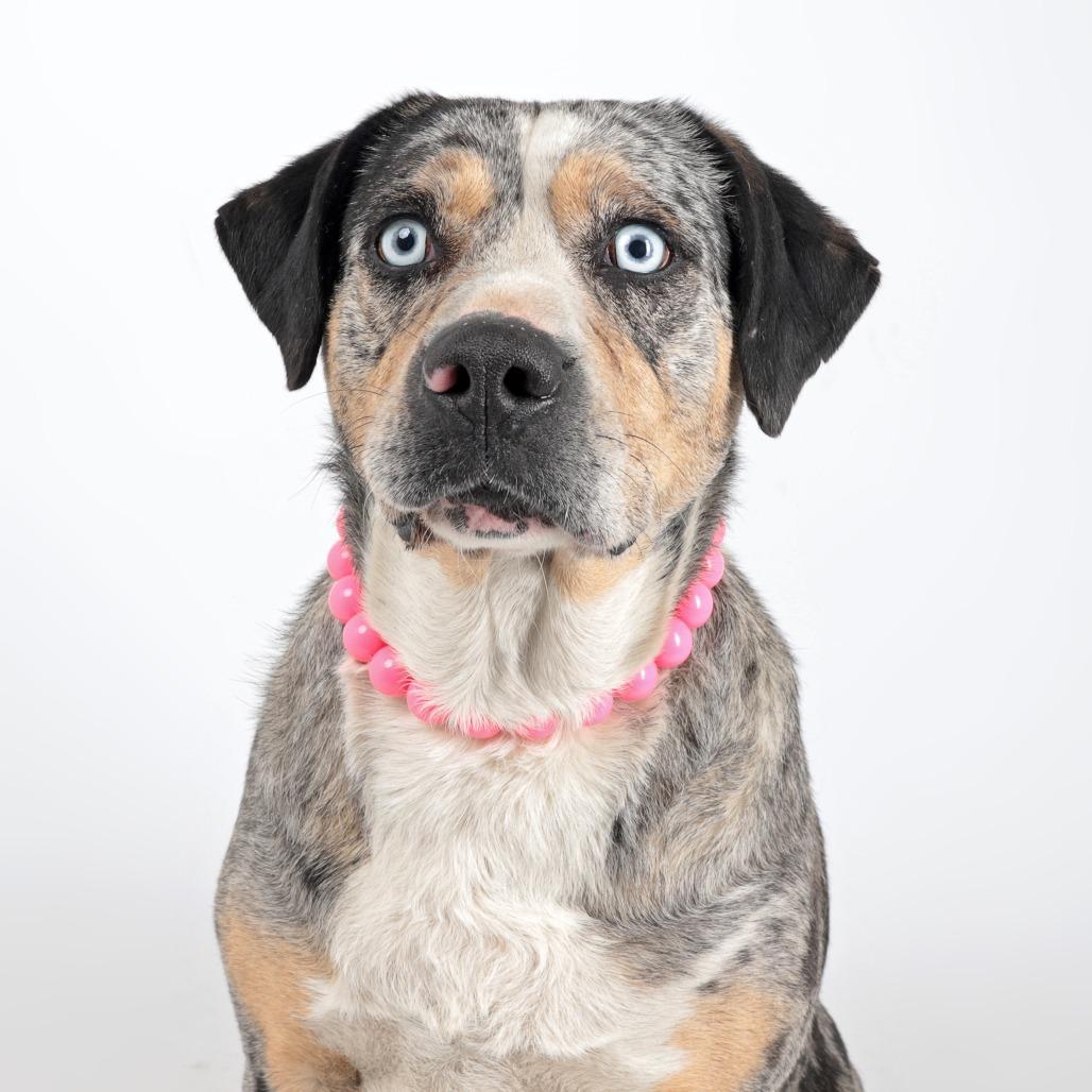 Enlarge Gorda, a Adoptable Mixed Breed in Murray, UT image 2/2