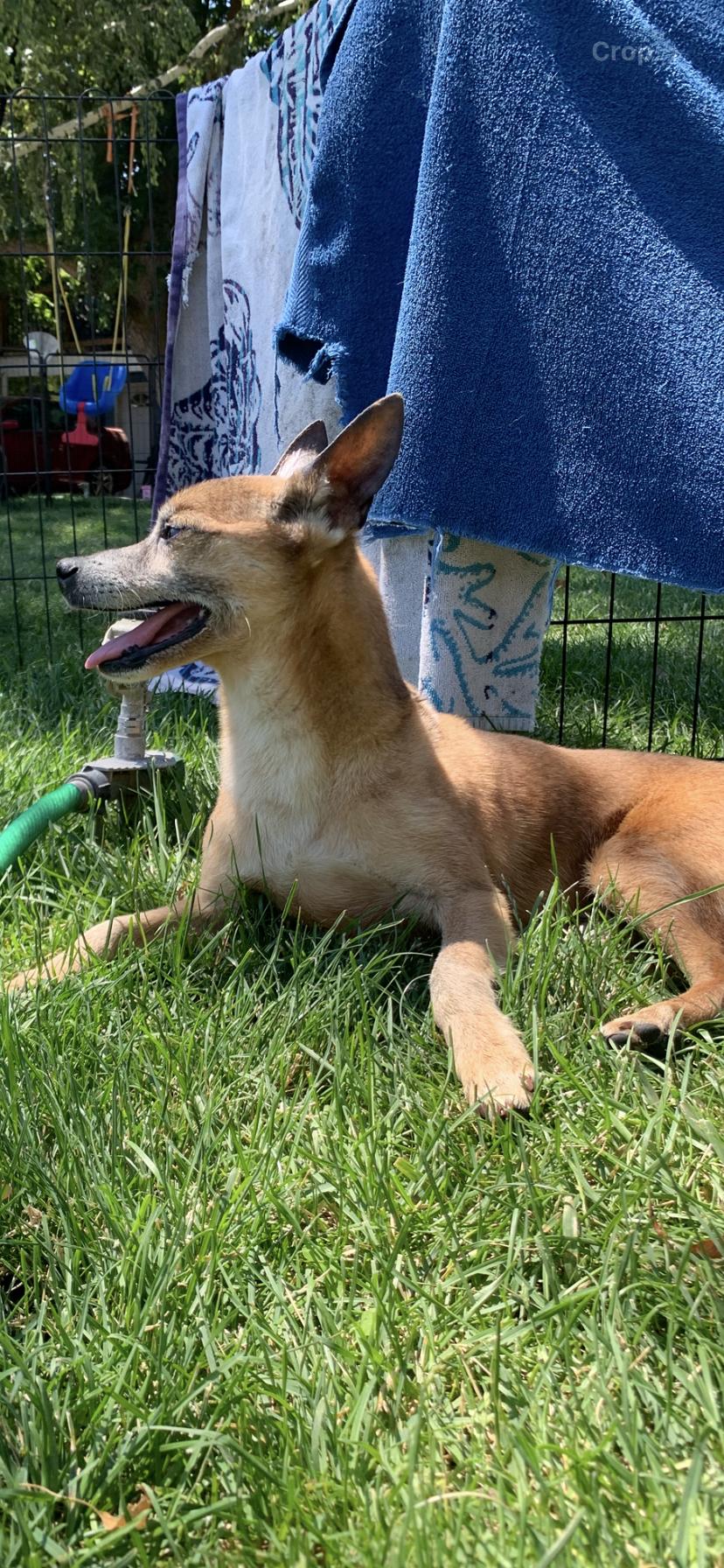 Ranger, Adoptable, Senior Male Chihuahua.