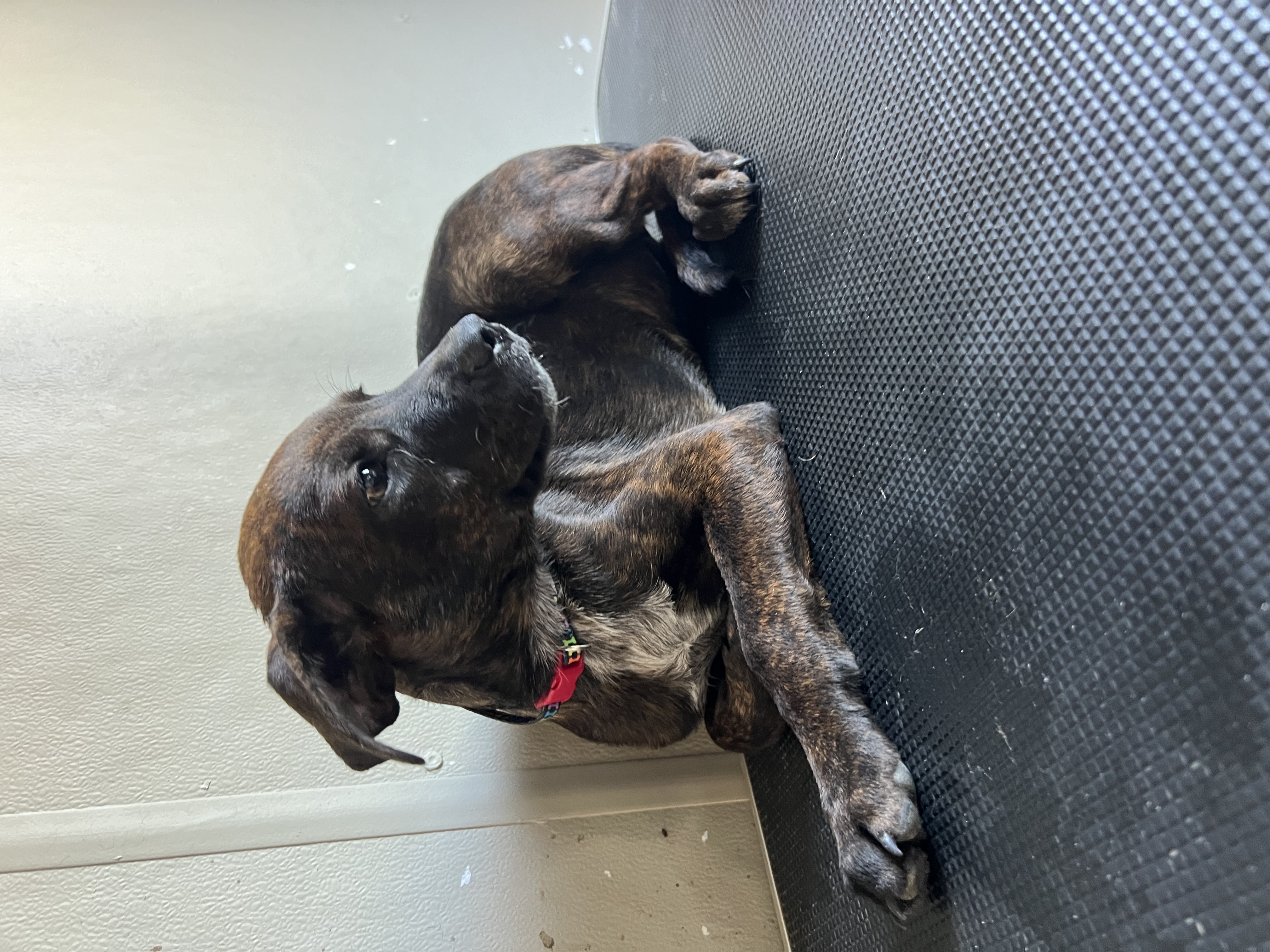 Dog for adoption Caroline, a Tennessee Treeing Brindle Mix in Blue