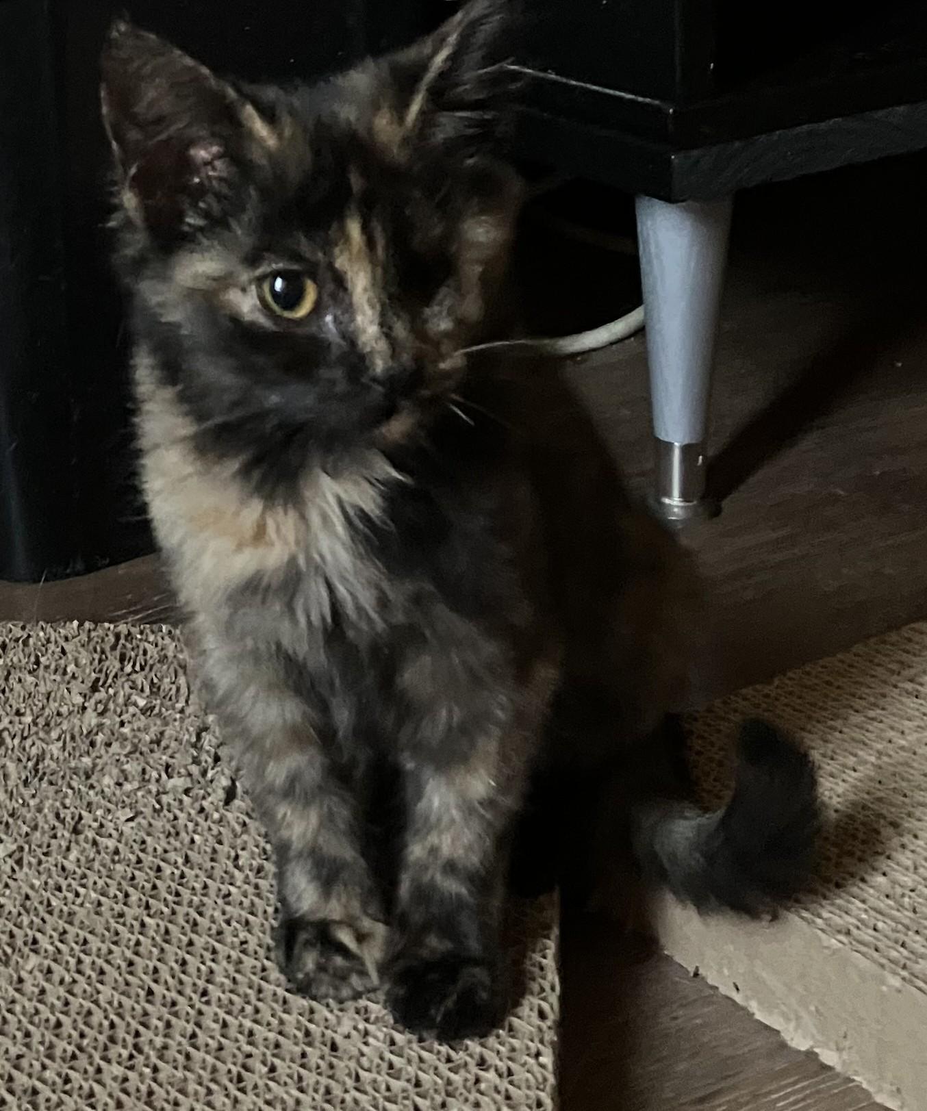 Enlarge Suze, a Adopted American Shorthair in Merced, CA image 4/4