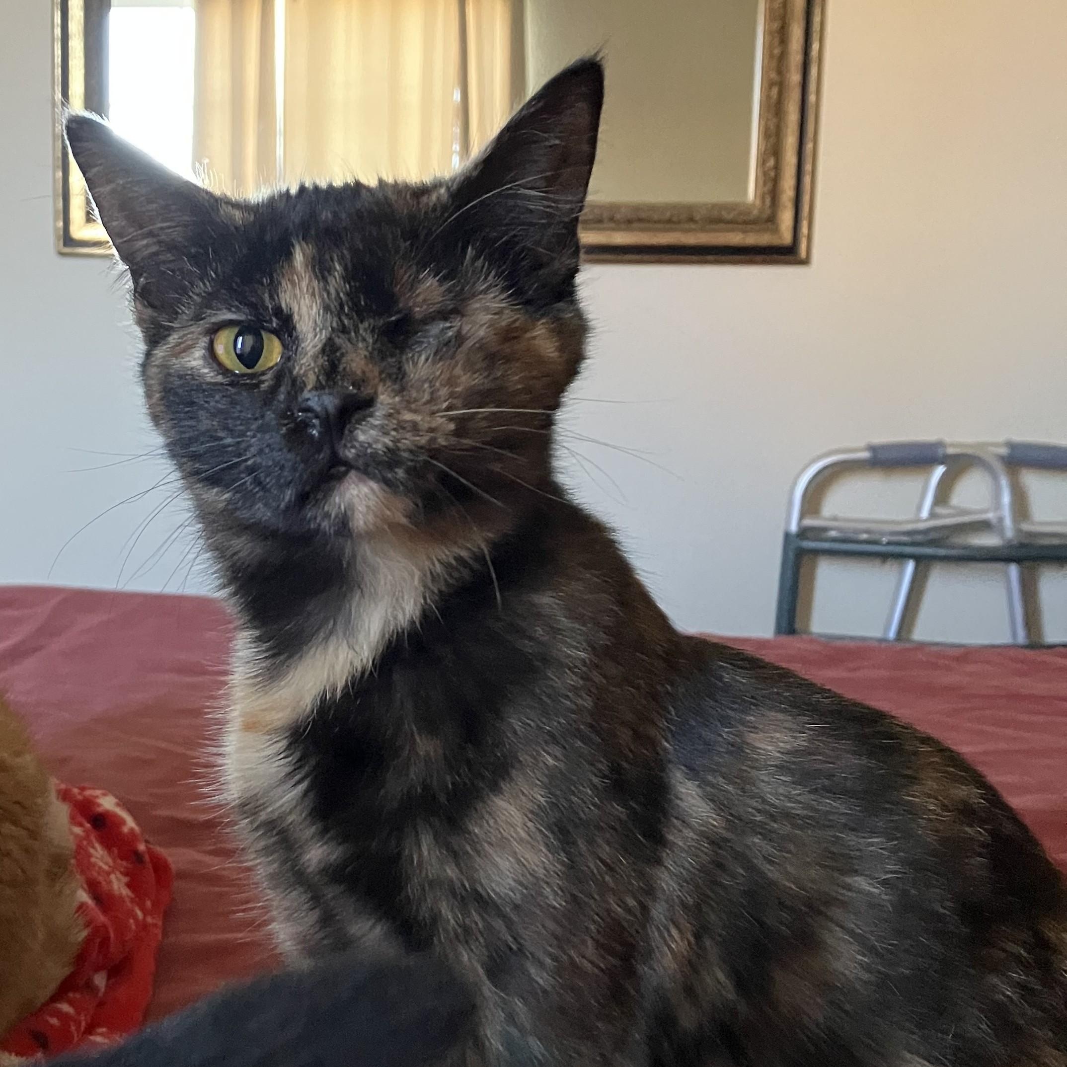 Enlarge Suze, a Adopted American Shorthair in Merced, CA image 1/4