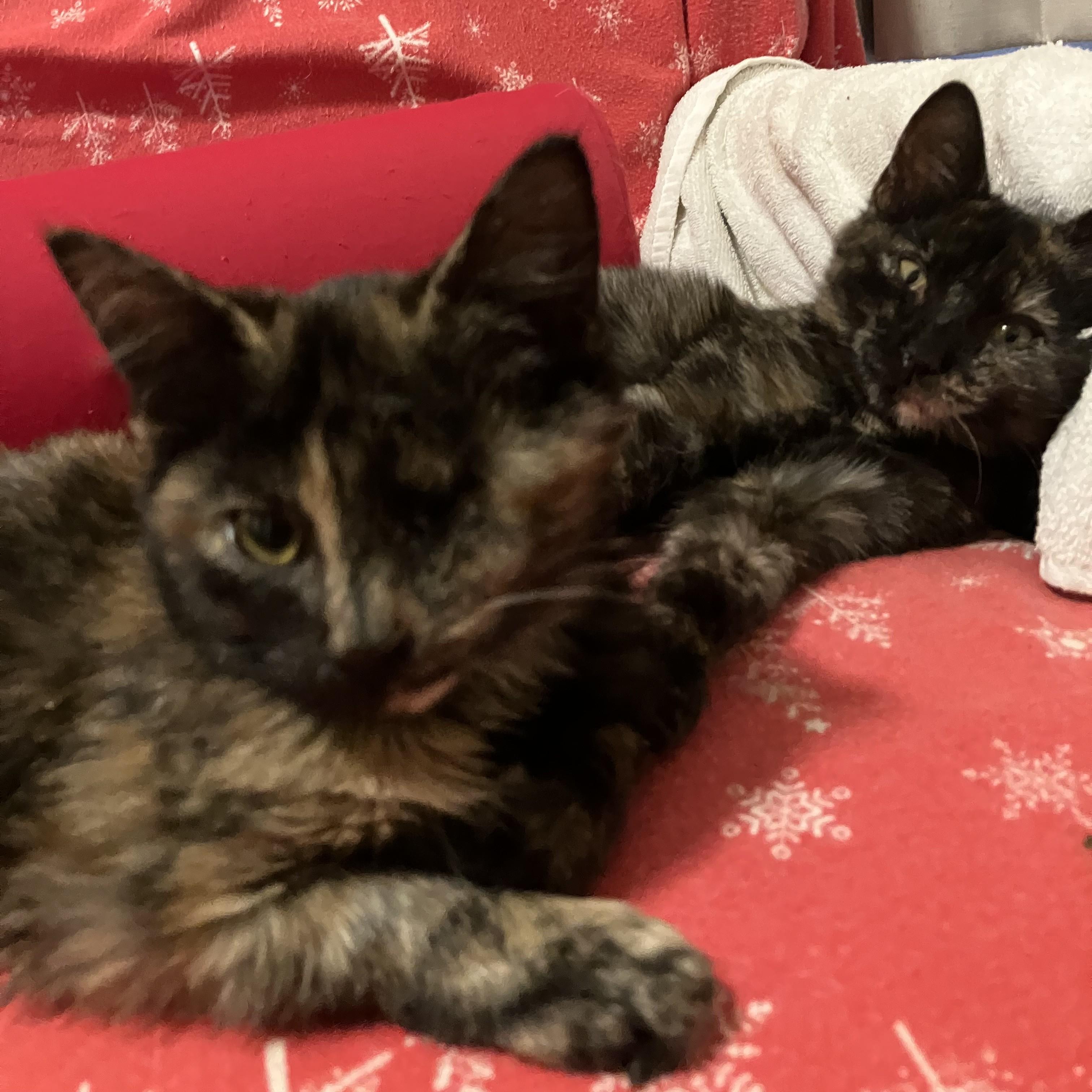 Enlarge Suze, a Adopted American Shorthair in Merced, CA image 3/4