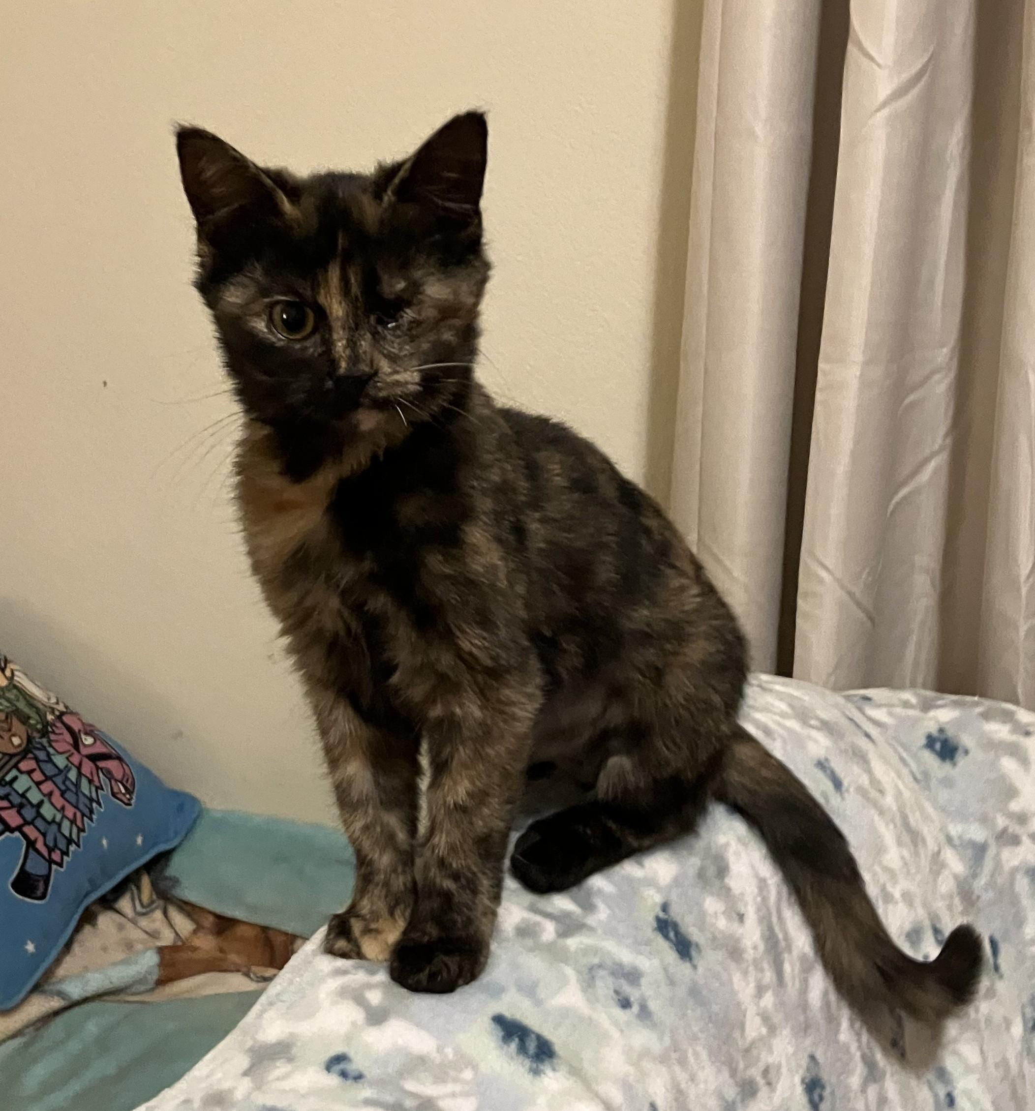 Enlarge Suze, a Adopted American Shorthair in Merced, CA image 2/4