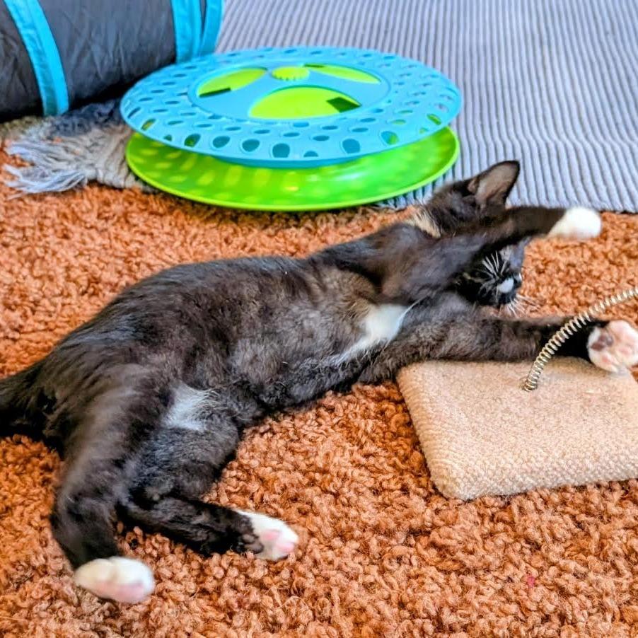 Johnny Walker, a Adoptable Domestic Short Hair in Madison, WI image 1/5