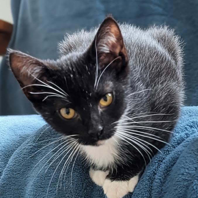 Johnny Walker, a Adoptable Domestic Short Hair in Madison, WI image 2/6