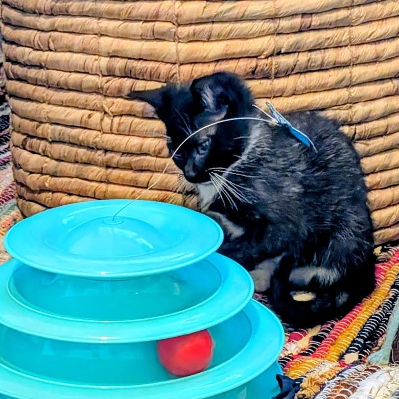 Johnny Walker, a Adoptable Domestic Short Hair in Madison, WI image 2/5