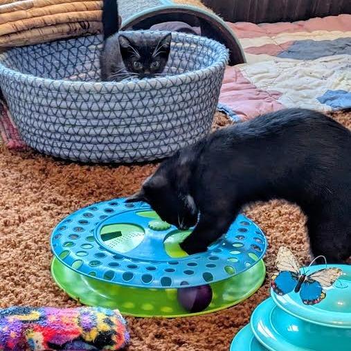 Johnny Walker, a Adoptable Domestic Short Hair in Madison, WI image 3/5