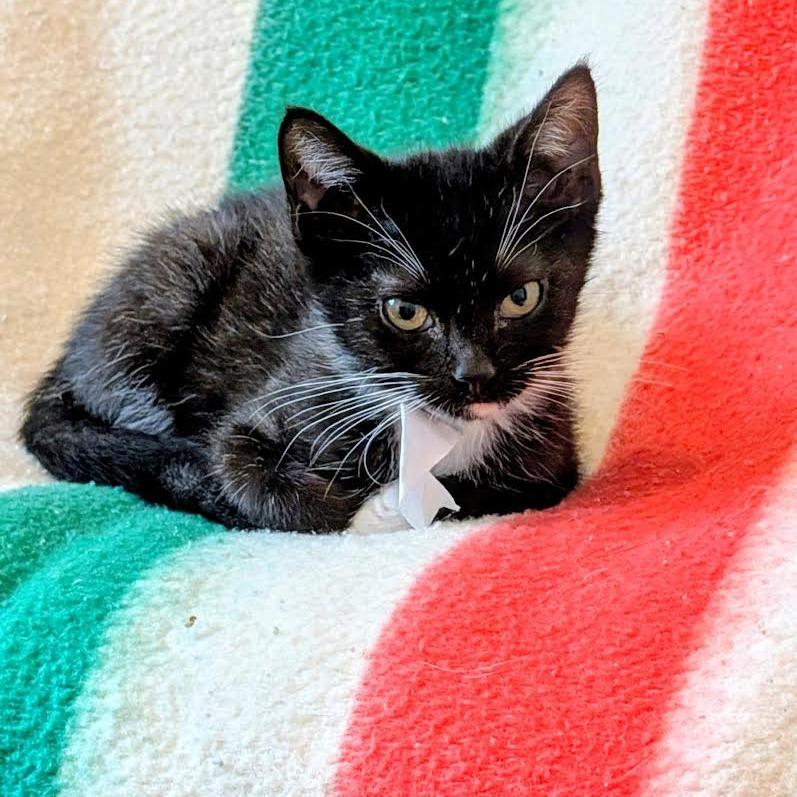 Johnny Walker, a Adoptable Domestic Short Hair in Madison, WI image 4/6