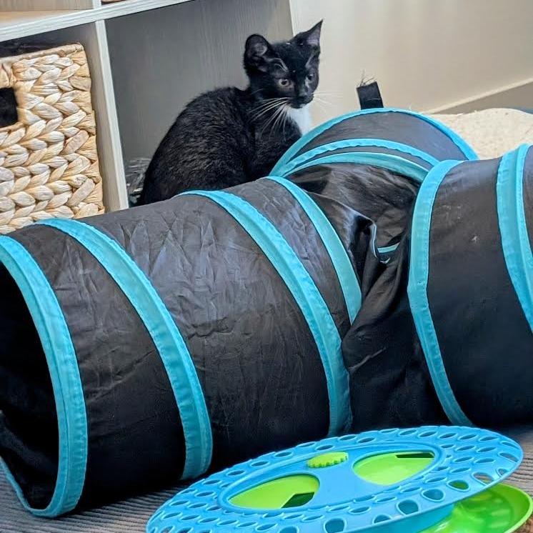 Johnny Walker, a Adoptable Domestic Short Hair in Madison, WI image 4/5