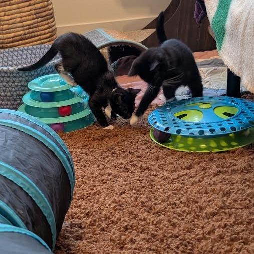 Johnny Walker, a Adoptable Domestic Short Hair in Madison, WI image 5/5