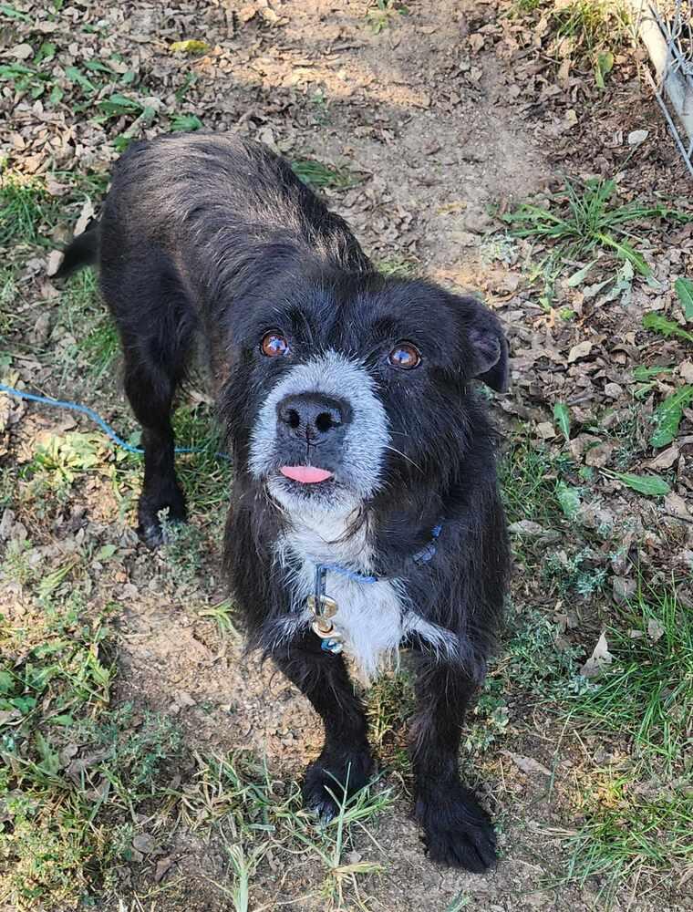 Gus, Adoptable, Young Male Terrier.