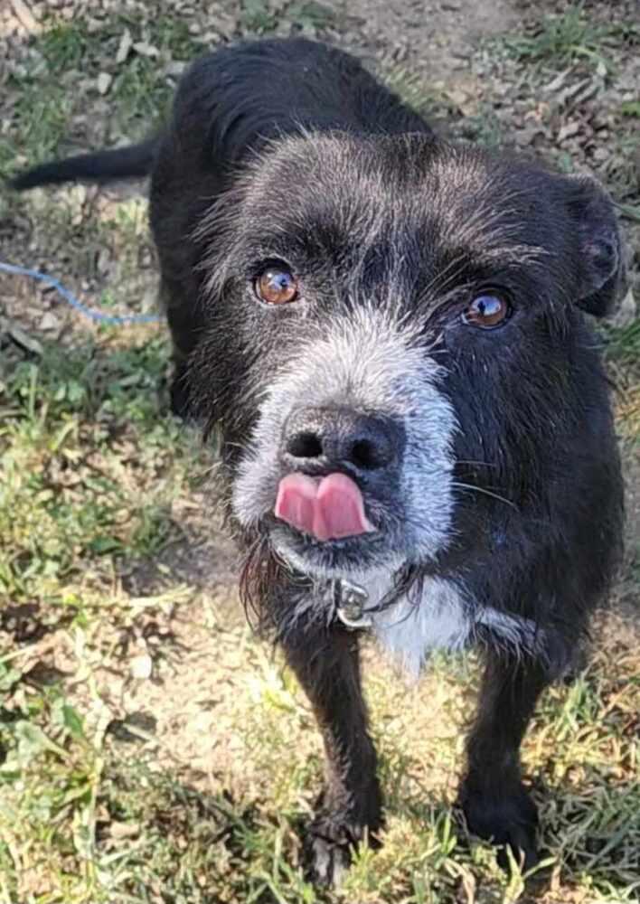 Enlarge Gus, a Adoptable Terrier in Tulsa, OK image 2/5