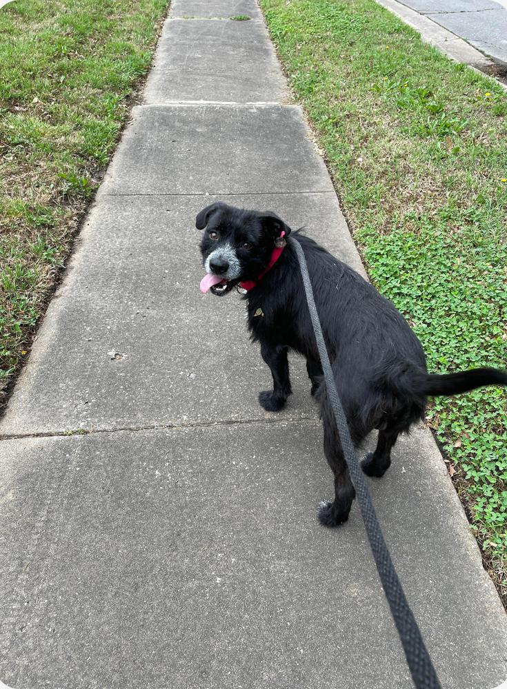 Enlarge Gus, a Adoptable Terrier in Tulsa, OK image 3/5