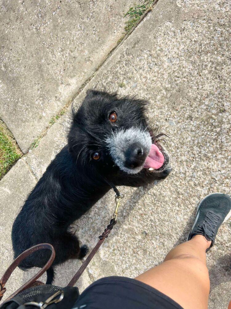 Enlarge Gus, a Adoptable Terrier in Tulsa, OK image 4/5