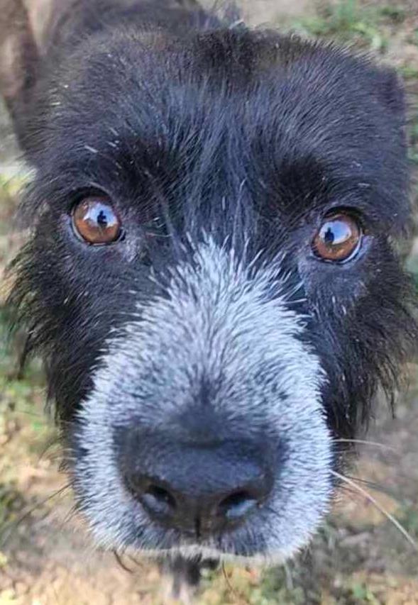 Enlarge Gus, a Adoptable Terrier in Tulsa, OK image 5/5