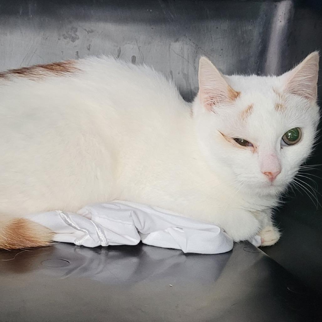 Enlarge Rory, a Adoptable Domestic Short Hair in Coos Bay, OR image 1/1