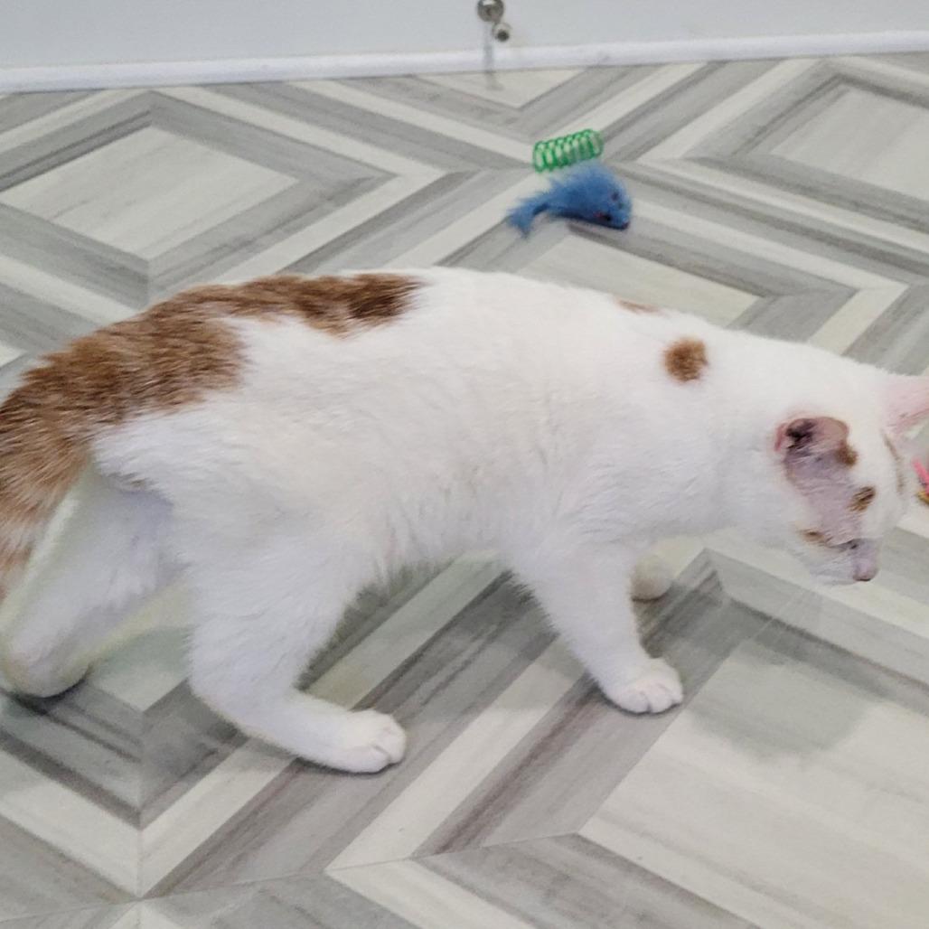 Enlarge Rory, a Adoptable Domestic Short Hair in Coos Bay, OR image 2/4