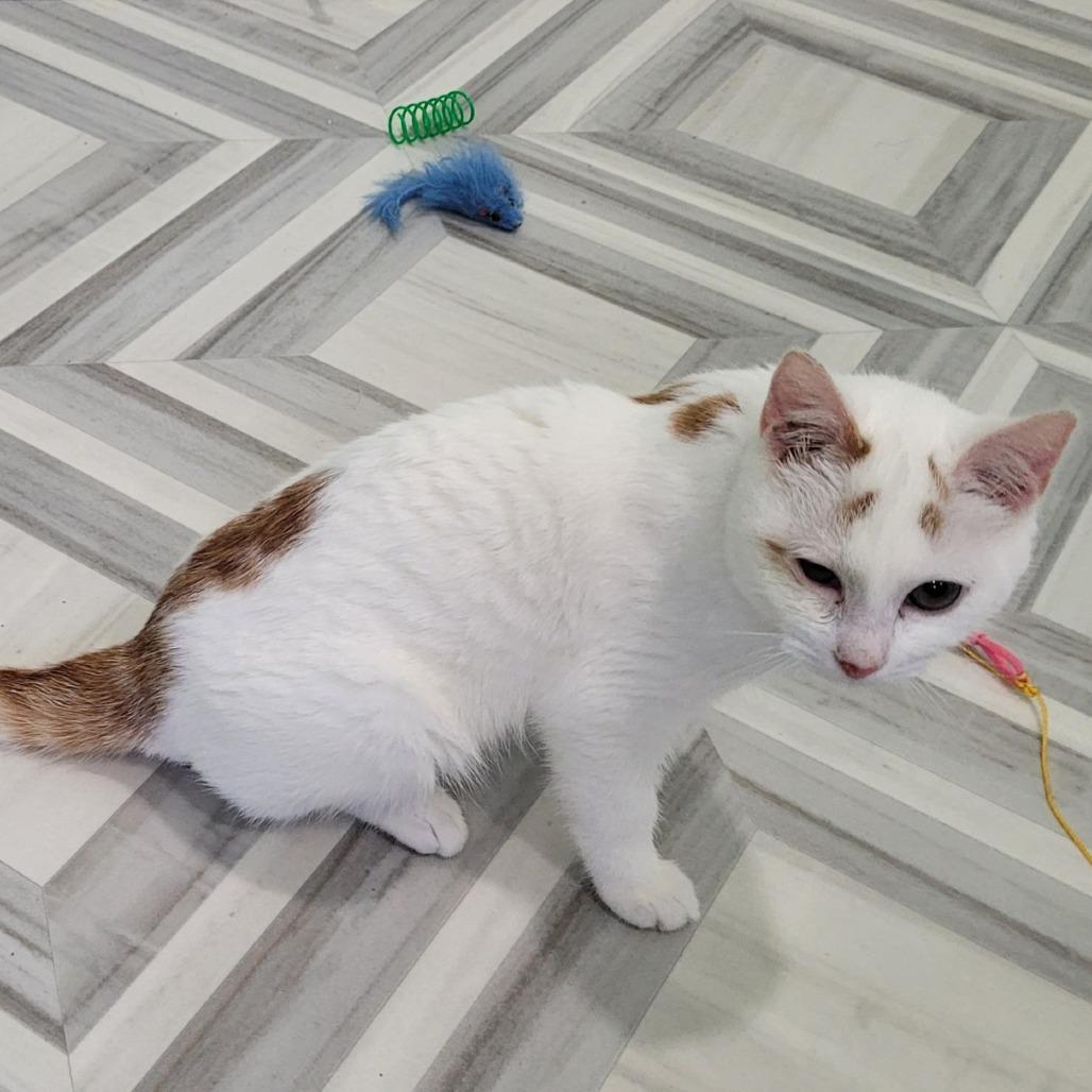 Enlarge Rory, a Adoptable Domestic Short Hair in Coos Bay, OR image 3/4