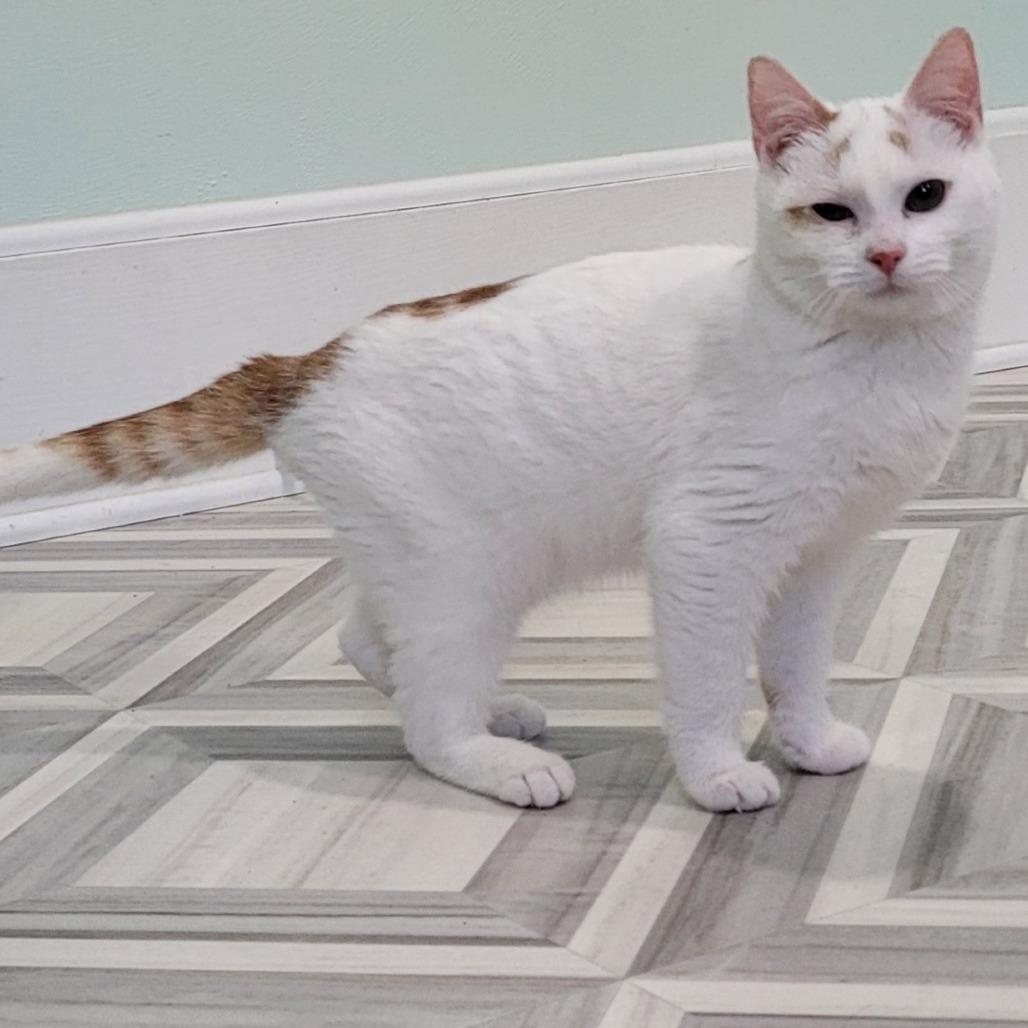 Enlarge Rory, a Adoptable Domestic Short Hair in Coos Bay, OR image 4/4