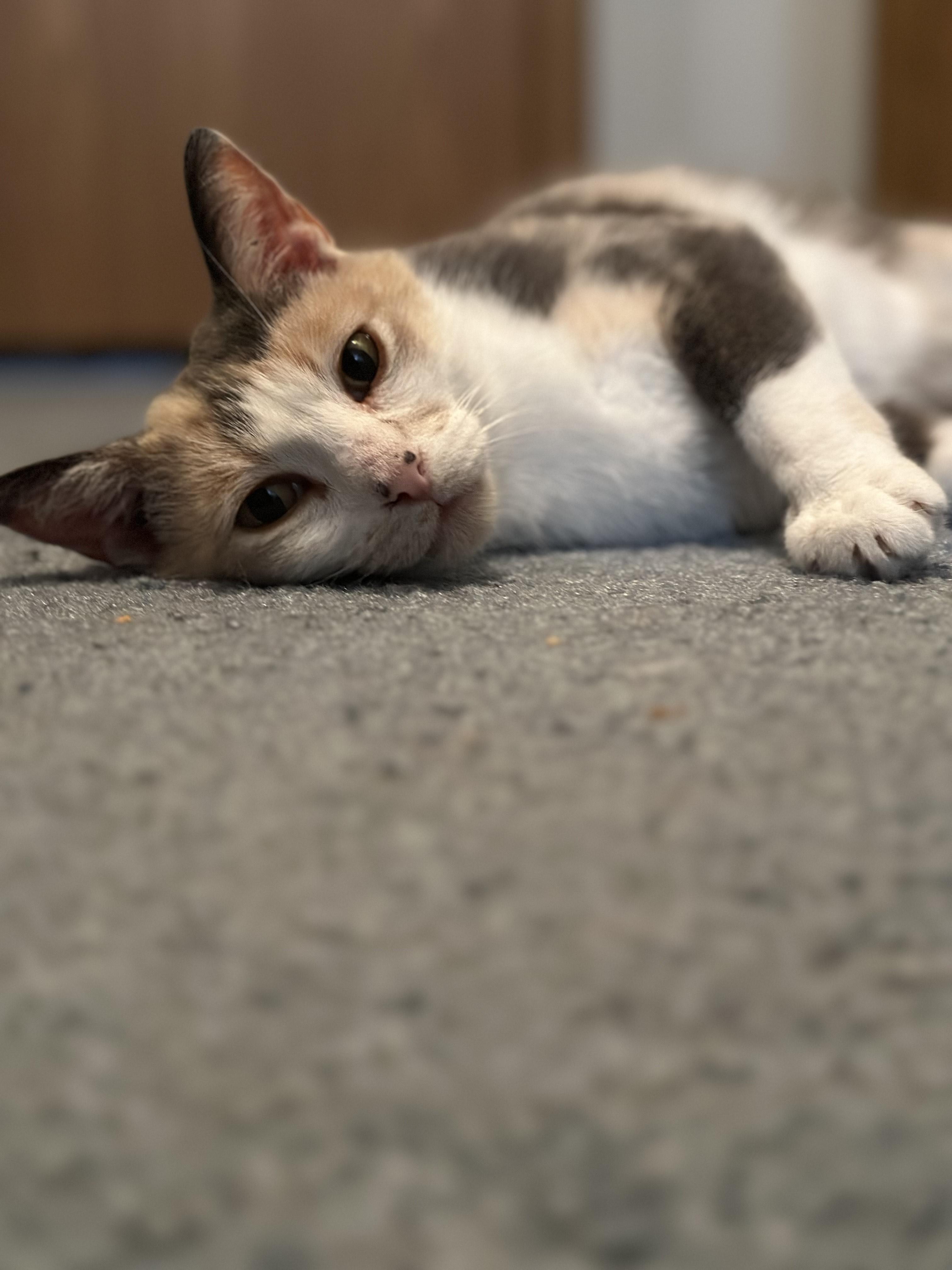 Lady Lancelot, Adult Female Domestic Short Hair