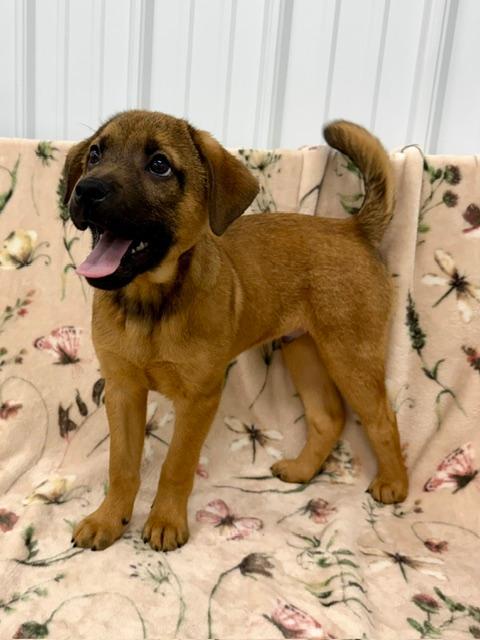 Enlarge Henry, a ADOPTABLE mixed breed in East Sparta, OH image 4/4
