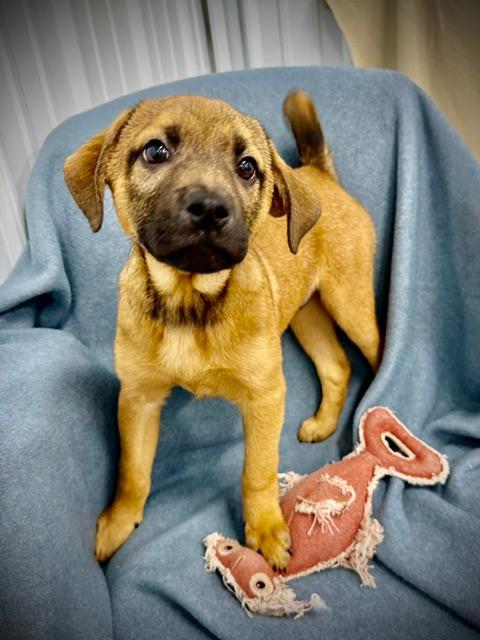 Enlarge Henry, a ADOPTABLE mixed breed in East Sparta, OH image 3/4