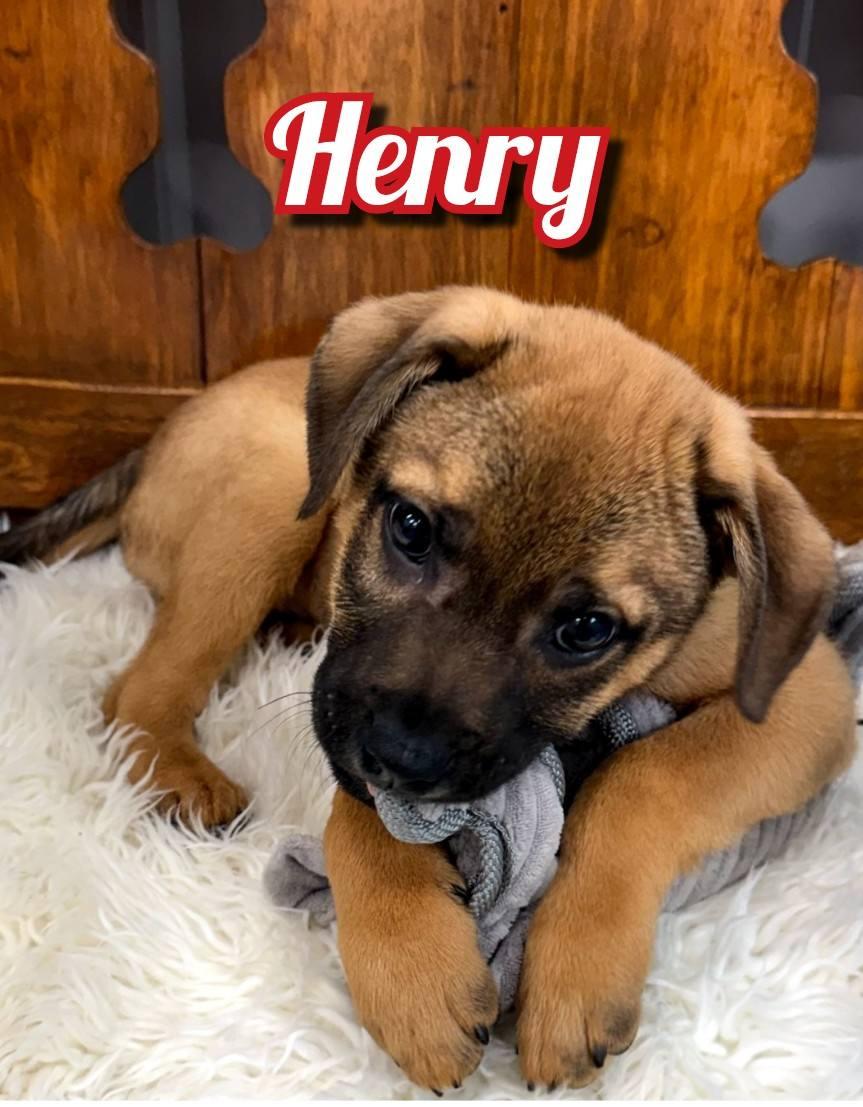 Enlarge Henry, a ADOPTABLE mixed breed in East Sparta, OH image 1/4