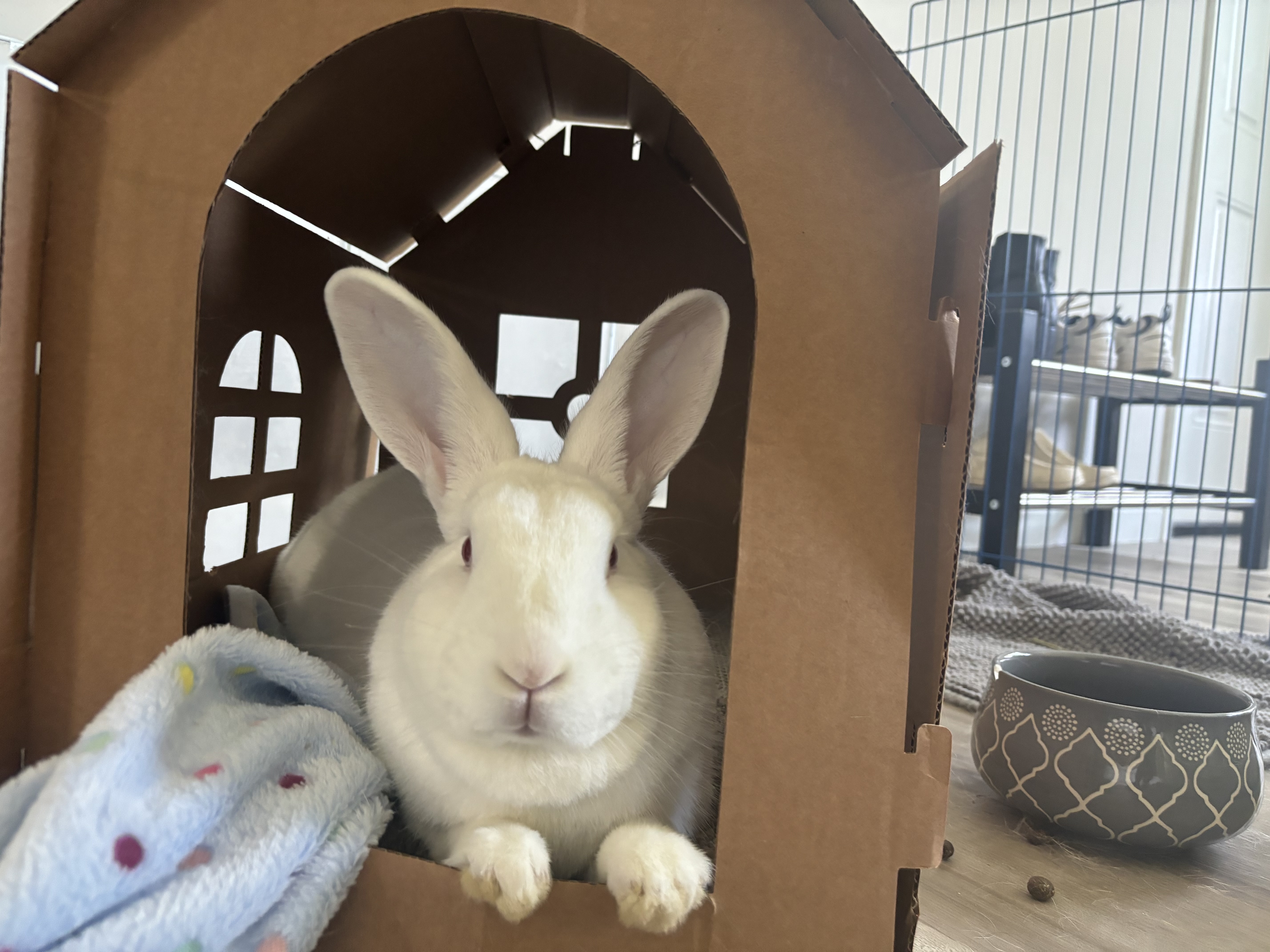 Clover, Adoptable, Adult Female New Zealand.