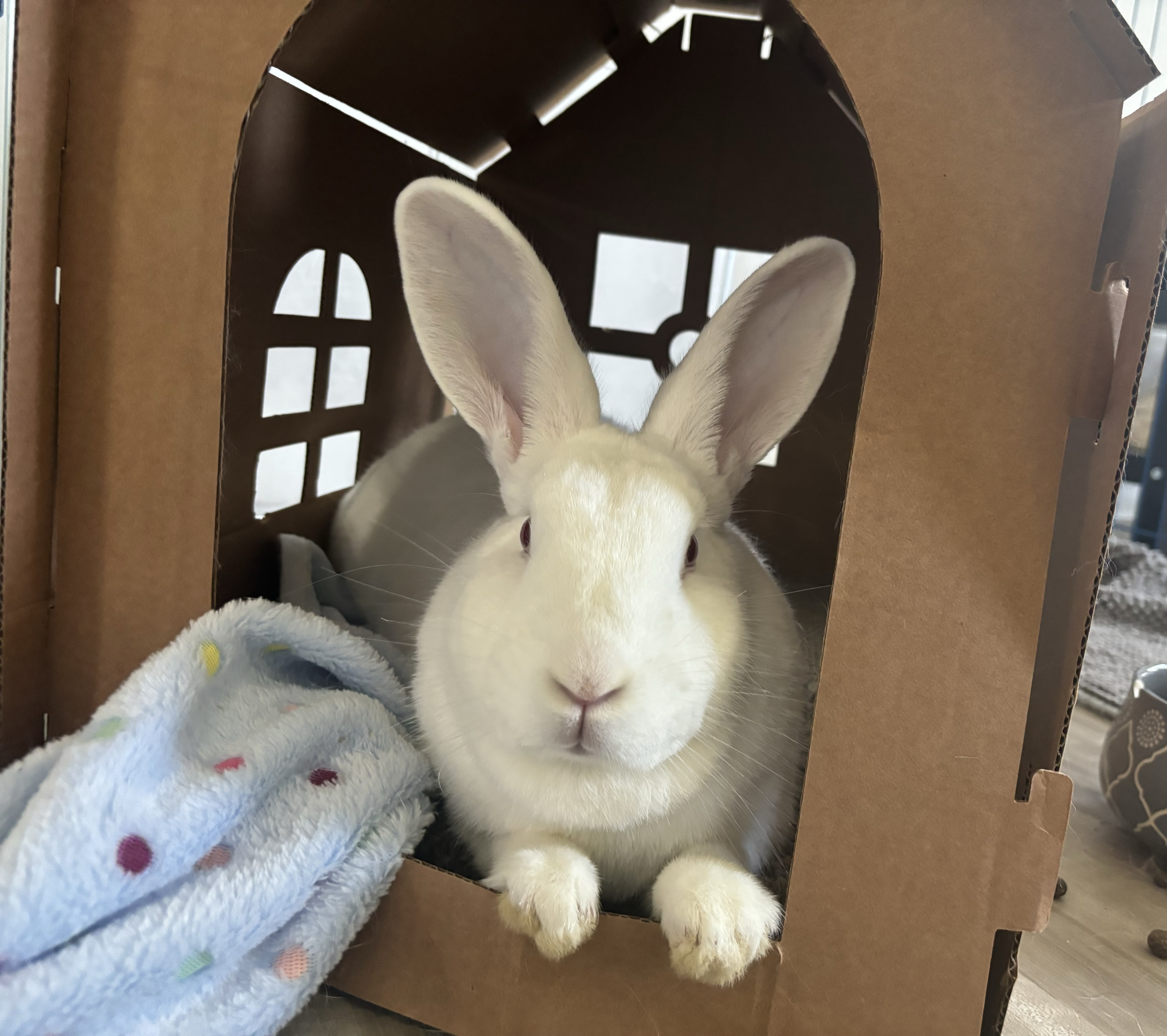 Clover, a Adoptable New Zealand in Cleveland, OH image 2/2