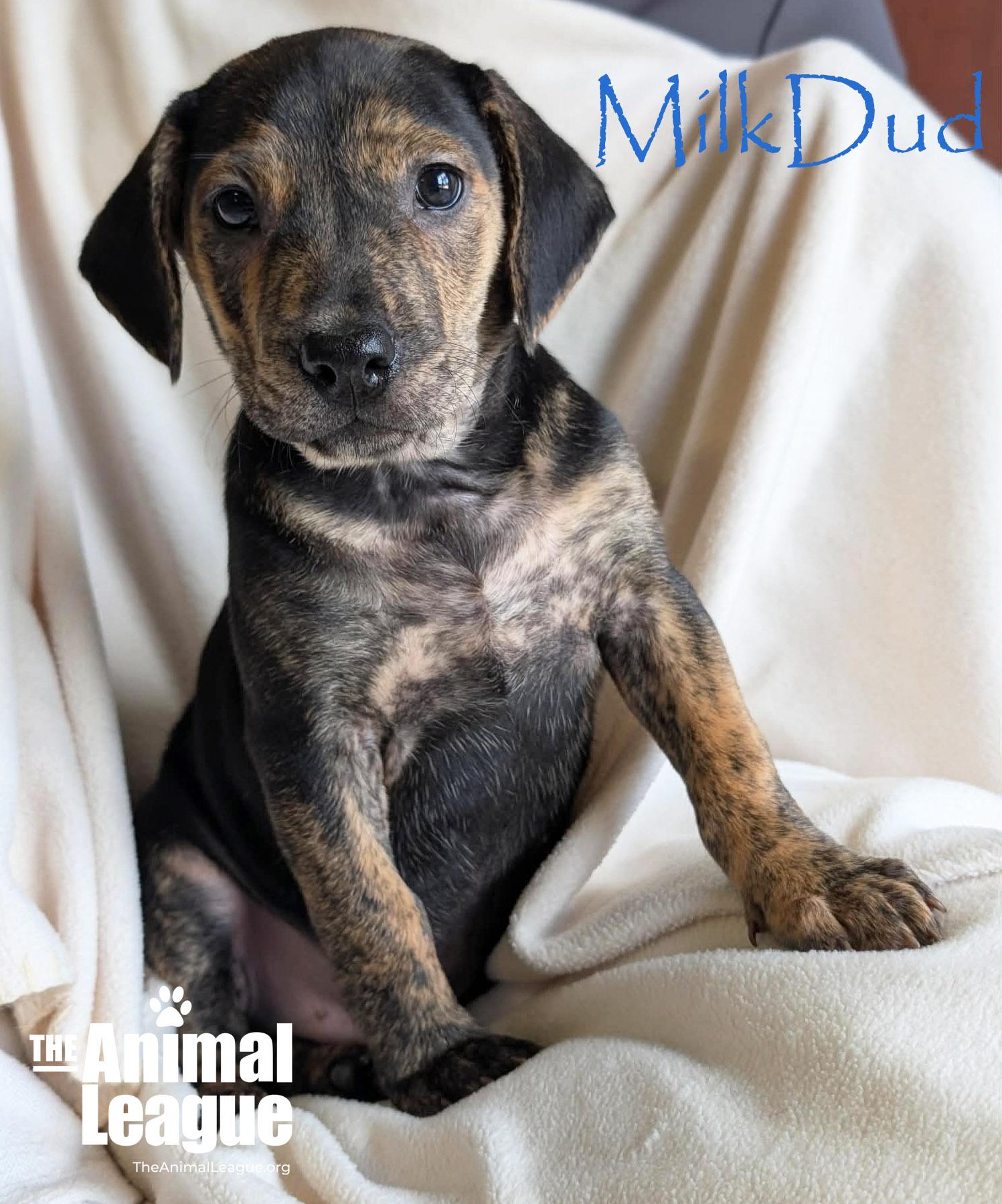 MilkDud, Adoptable, Puppy Male Beagle & Labrador Retriever.
