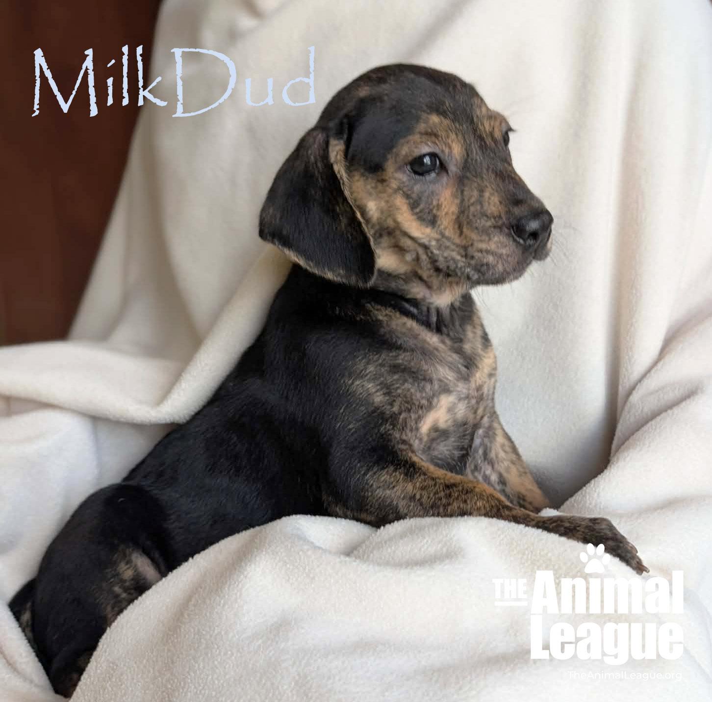 Enlarge MilkDud, a Adoptable mixed breed in Groveland, FL image 5/5